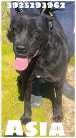 Adottami portami via da qui