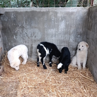 Cucciolo cane pastore maremmano abruzzese