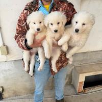 Cuccioli di Pastore Maremmano Abruzzese