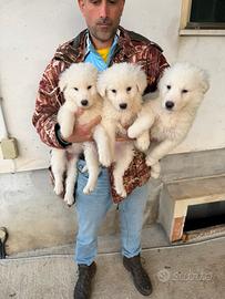 Cuccioli di Pastore Maremmano Abruzzese
