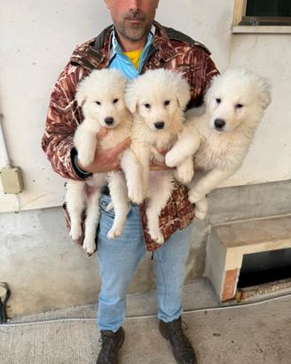 Cuccioli di Pastore Maremmano Abruzzese