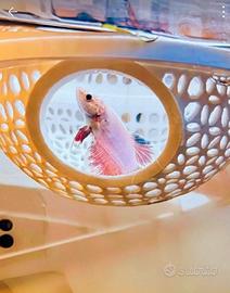 nascondiglio per betta