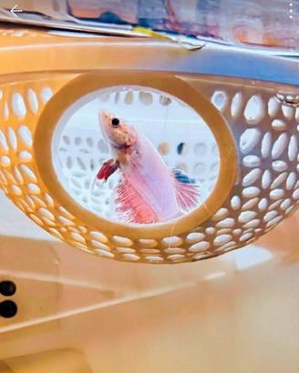 nascondiglio per betta