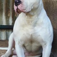 Monta pitbull