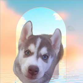 Cucciolo raro di 2 mesi