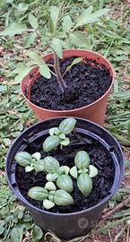 🌱 Kit orto facile pomodoro e basilico balcone