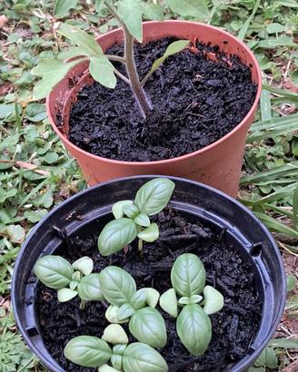 🌱 Kit orto facile pomodoro e basilico balcone