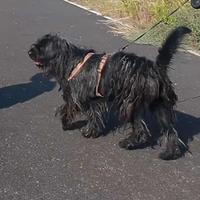 Mix Labrador e Pastore Bergamasco di 3 anni