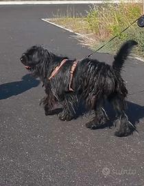 Mix Labrador e Pastore Bergamasco di 3 anni