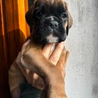 Cucciole Boxer Fulvo