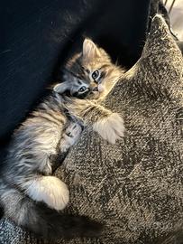 Gattini siberiani ipoallergenici