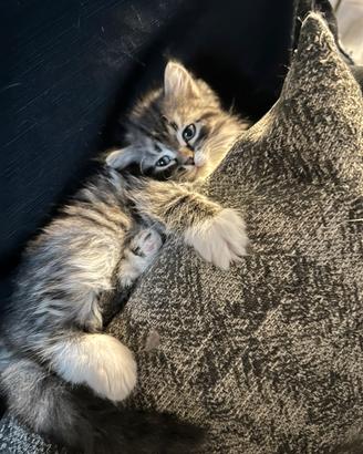 Gattini siberiani ipoallergenici