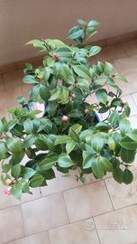 pianta camelia