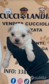 maltese mini Toy 1M 1F anche a rate x settembre 