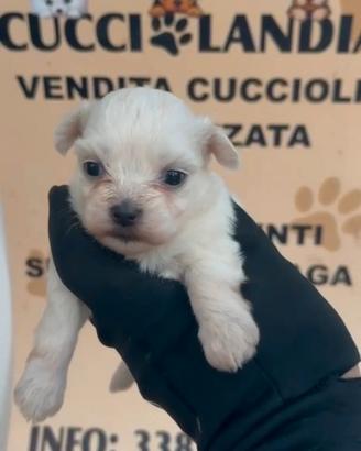 maltese mini Toy 1M 1F anche a rate x settembre 