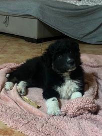 Cucciola di border collie incrocio