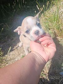 Bulldog francese tre mesi