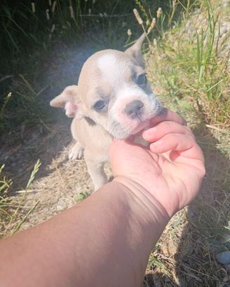 Bulldog francese tre mesi