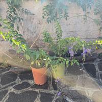 Duranta erecta