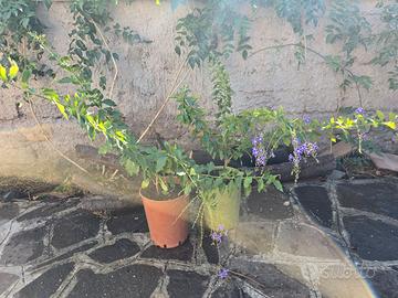 Duranta erecta