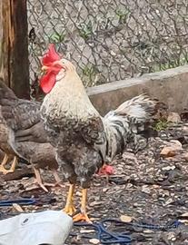 Gallo Legbar Argento