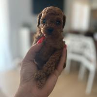 Barboncini mini