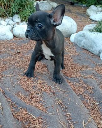 Bulldog Francese