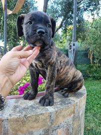 Cucciola di cane corso