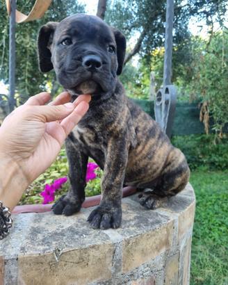 Cucciola di cane corso