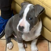 American Staffordshire