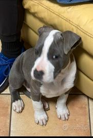 American Staffordshire
