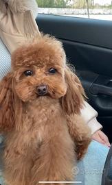 Barboncino Mini toy x MONTA