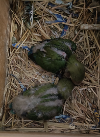 Disponibili inseparabili e cocorite