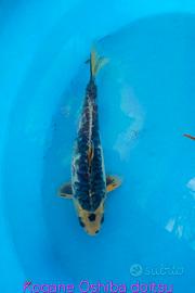 Pesci per laghetto carpe koi e pesci rossi