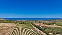 vigneto-di-circa-10-000-mq-con-vista-sul-mare
