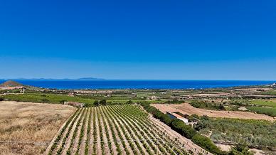 Vigneto di circa 10.000 mq con vista sul mare