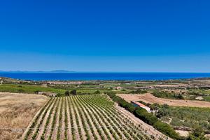 Vigneto di circa 10.000 mq con vista sul mare