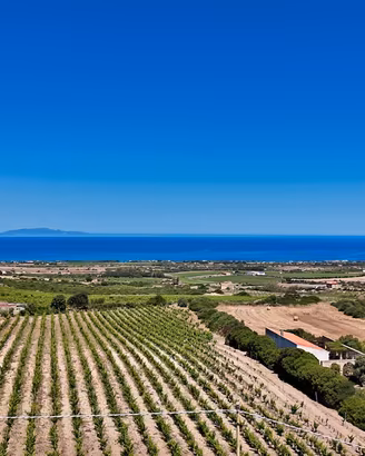 Vigneto di circa 10.000 mq con vista sul mare