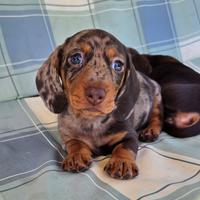 Bassotto toy Kaninchen