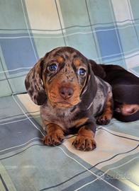 Bassotto toy Kaninchen