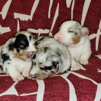 Pastore australiano con pedigree enci