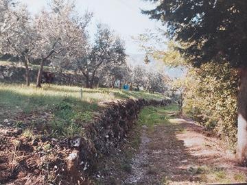Oliveto