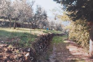 Oliveto