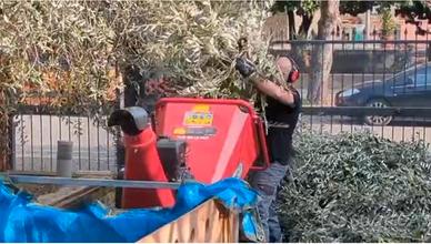 Smaltimento Potature