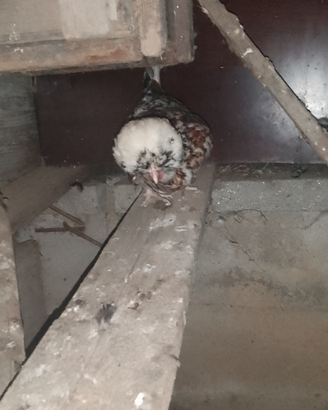 Galline padovane