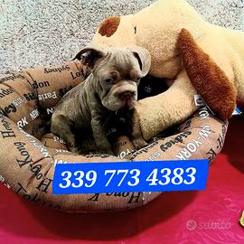 BULLDOG FRANCESE MASCHIO 4 mesi