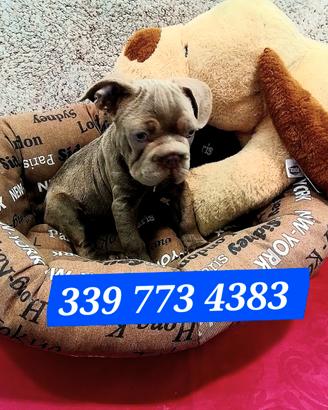 BULLDOG FRANCESE MASCHIO 4 mesi