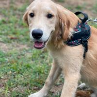 Cuccioloni di golden retriver