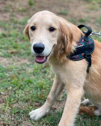 Cuccioloni di golden retriver