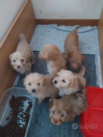 Cuccioli di maltipoo